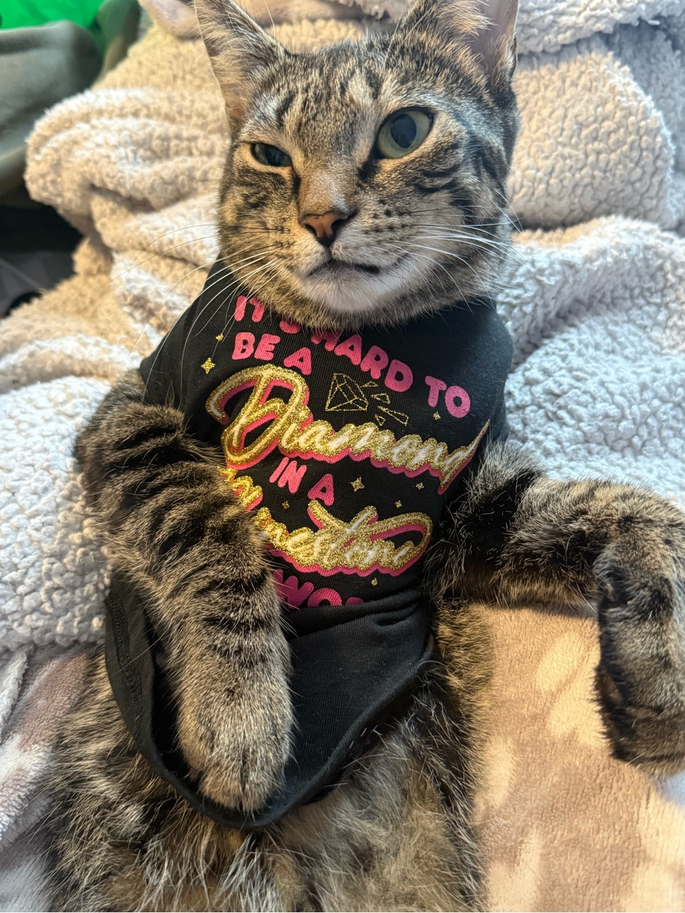 Pet Cat Tee - Black with Pink and Gold Accent